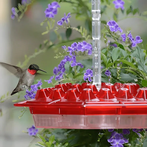 Avelionn – Hangende nectar feeder met ant moat voor kolibries - Image 2